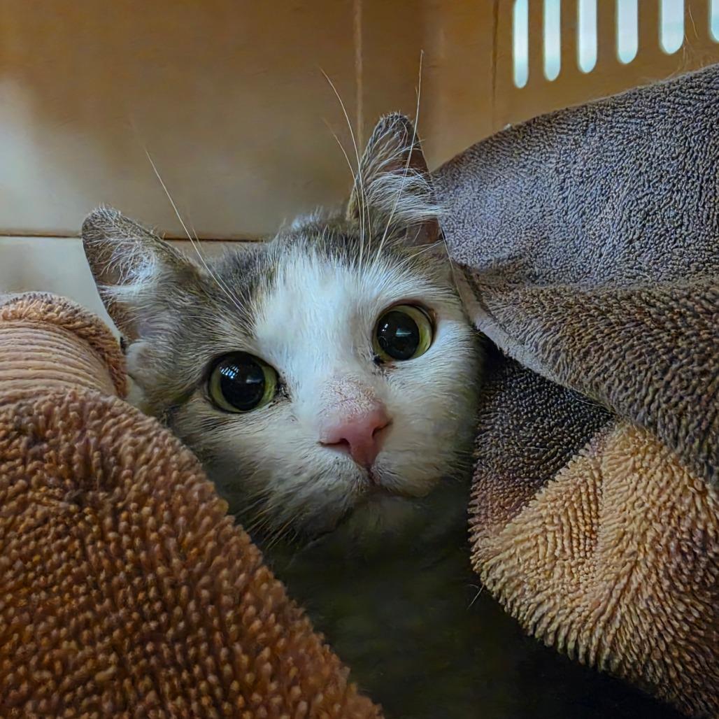 Enlarge Ash, a Adoptable Domestic Short Hair in Albuquerque, NM image 1/1