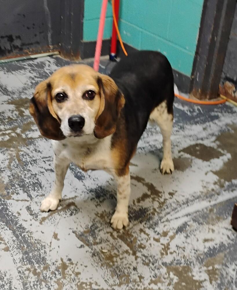 Chase #154, Adoptable, Senior Male Beagle.