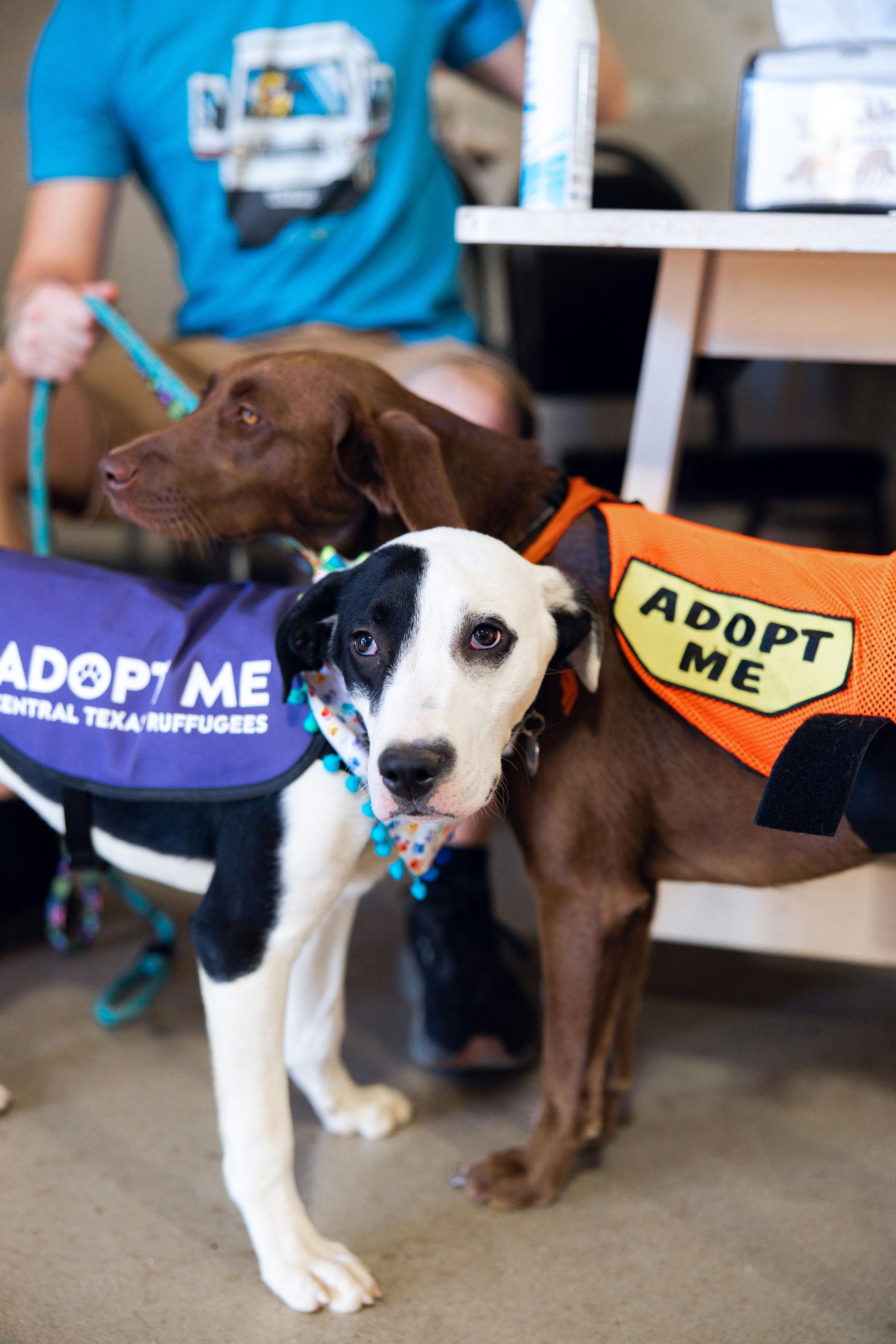 Harley Quinn thumbnail 4