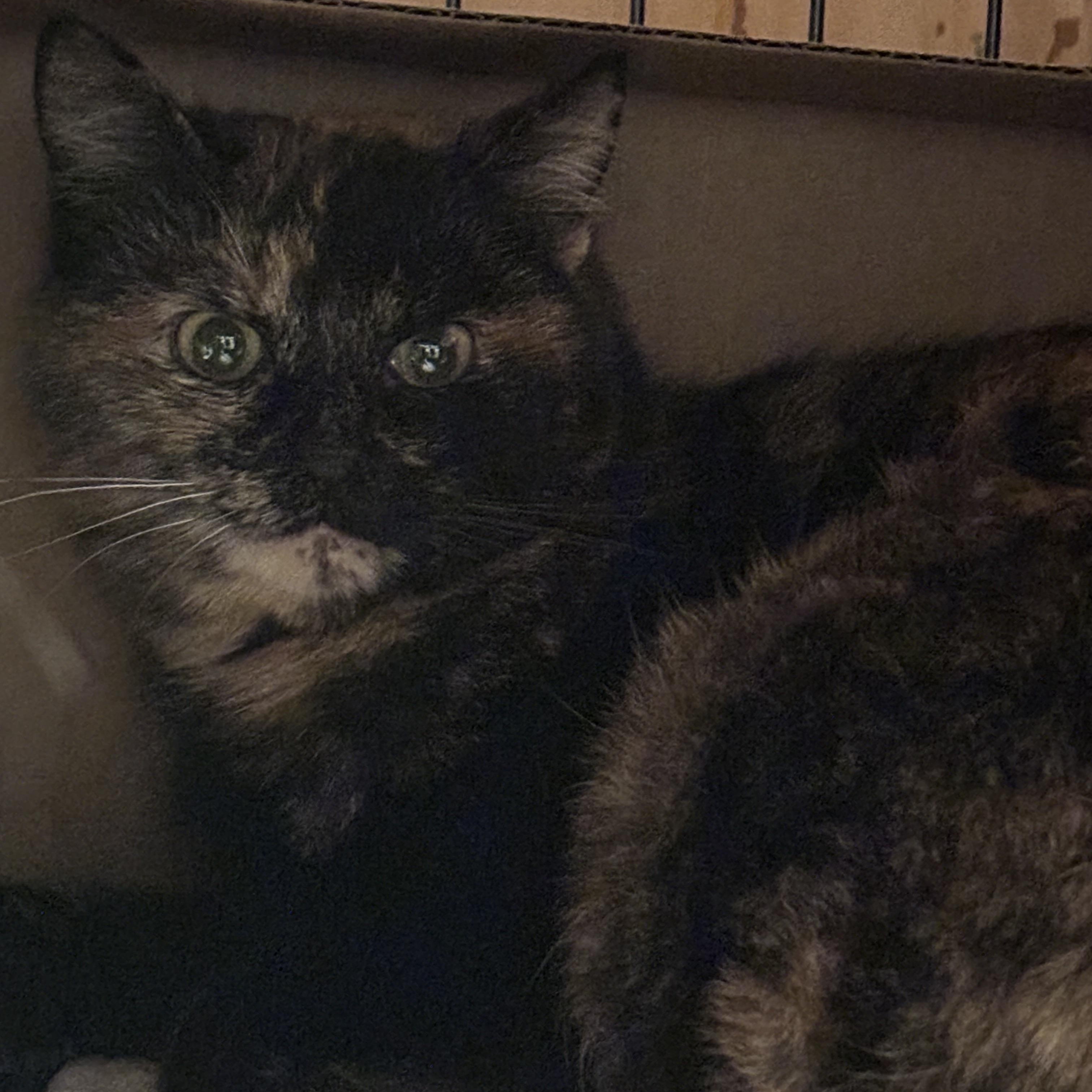 Enlarge PATCHES, a Adoptable Domestic Short Hair in Pittsburgh, PA image 2/4