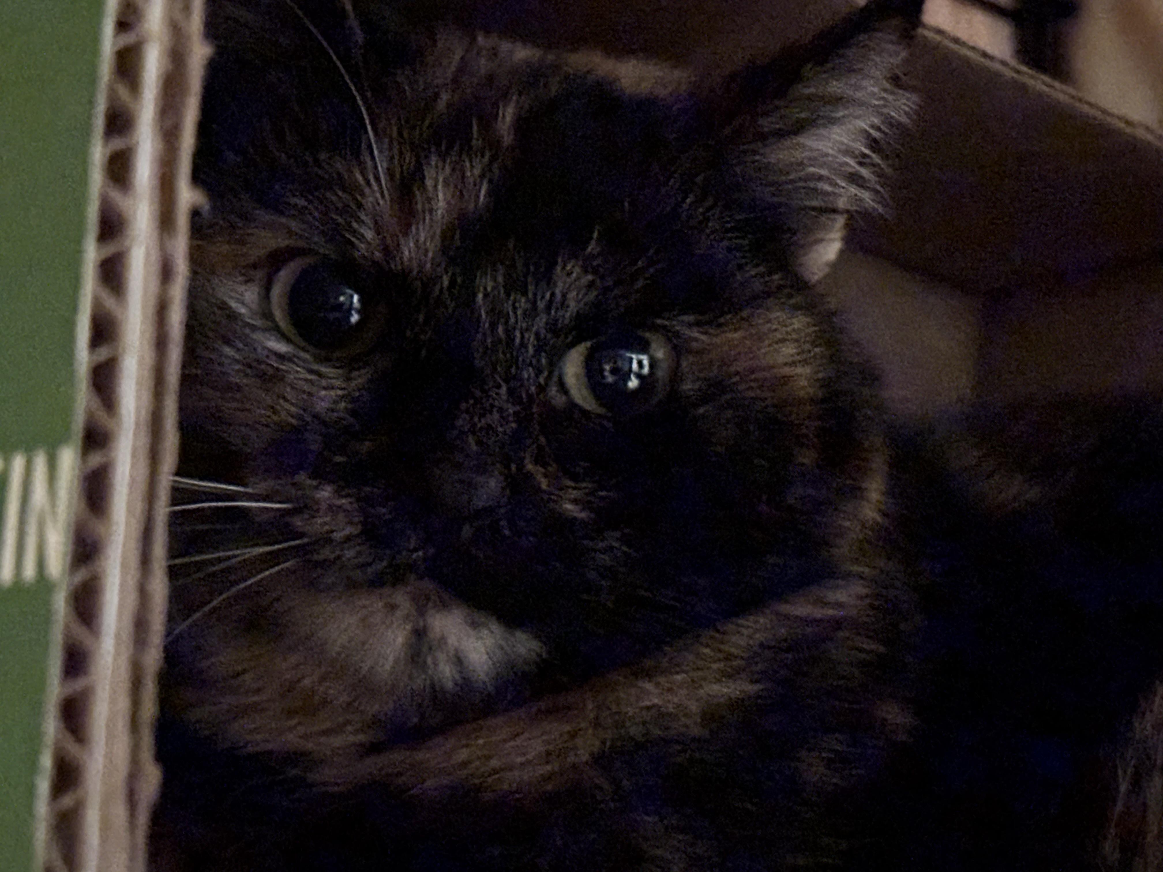 Enlarge PATCHES, a Adoptable Domestic Short Hair in Pittsburgh, PA image 3/4