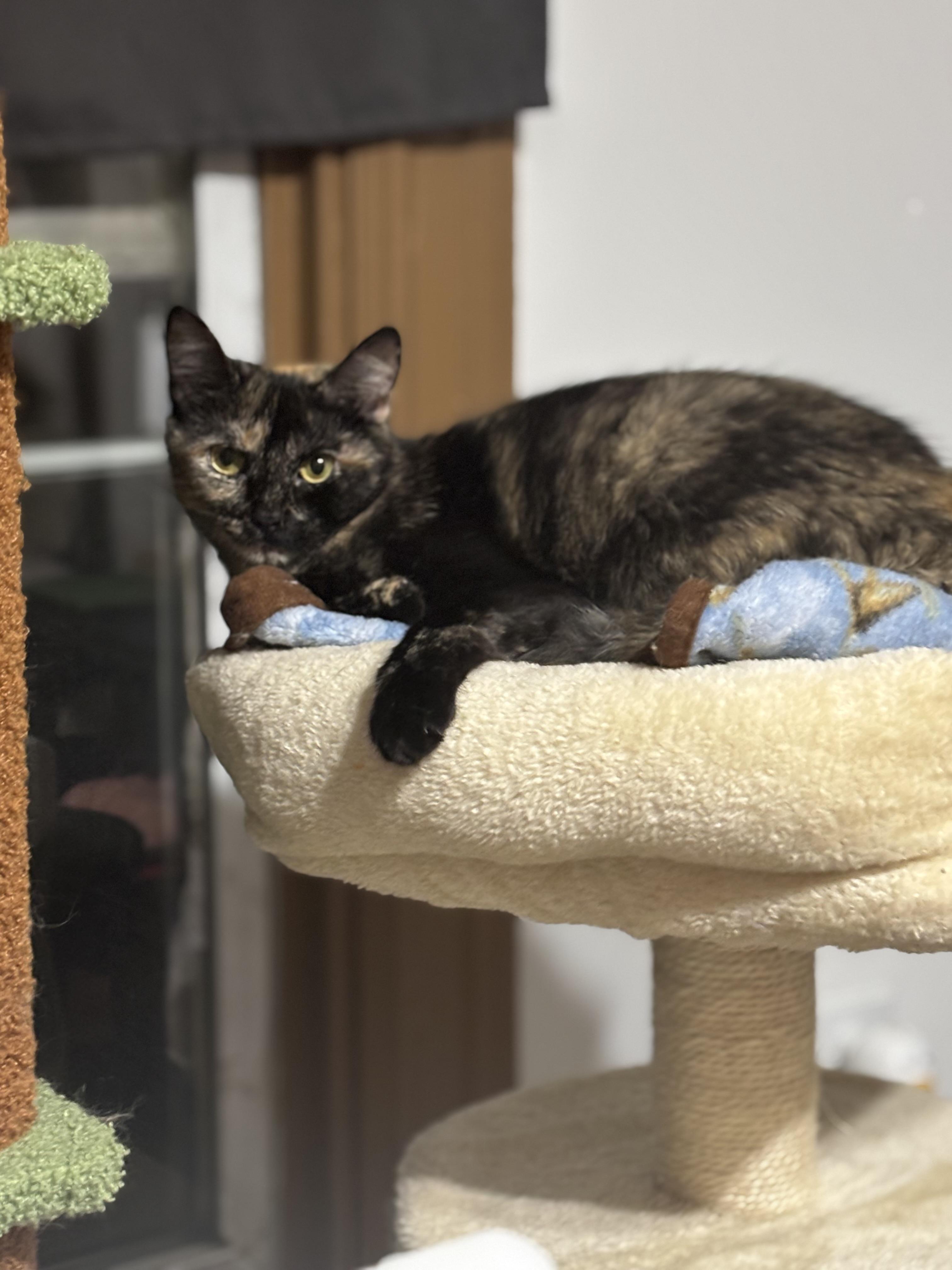 Enlarge PATCHES, a Adoptable Domestic Short Hair in Pittsburgh, PA image 1/5