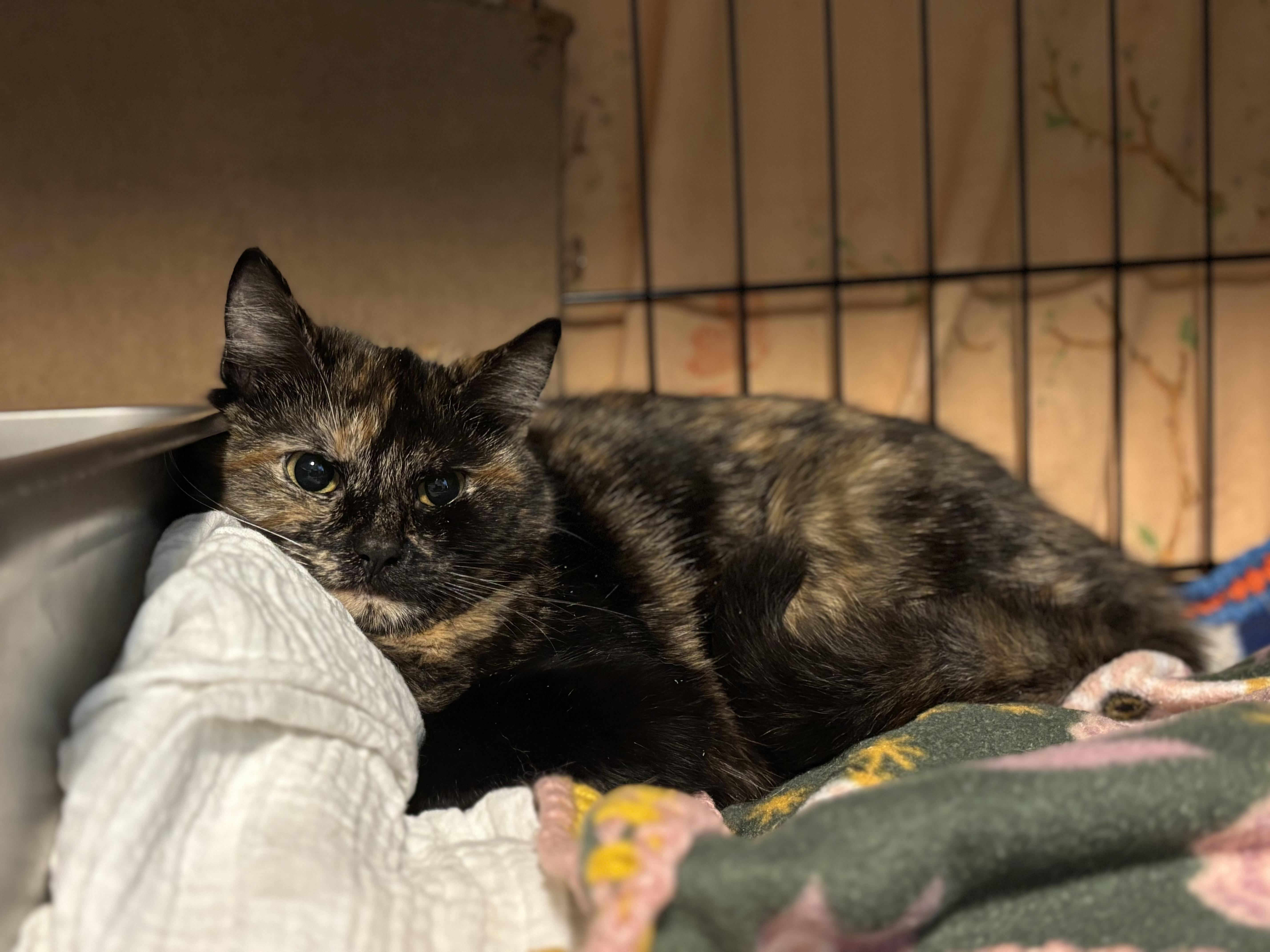 PATCHES, Adoptable, Adult Female Domestic Short Hair.