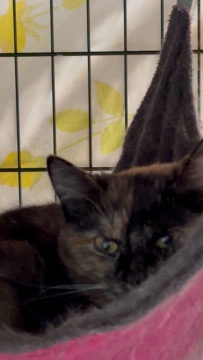 Enlarge PATCHES, a Adoptable Domestic Short Hair in Pittsburgh, PA video 4/4