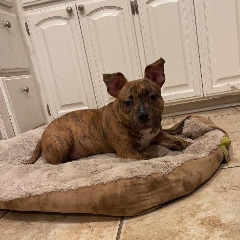 Enlarge Radar, a Adoptable mixed breed in Chelmsford, MA image 1/3