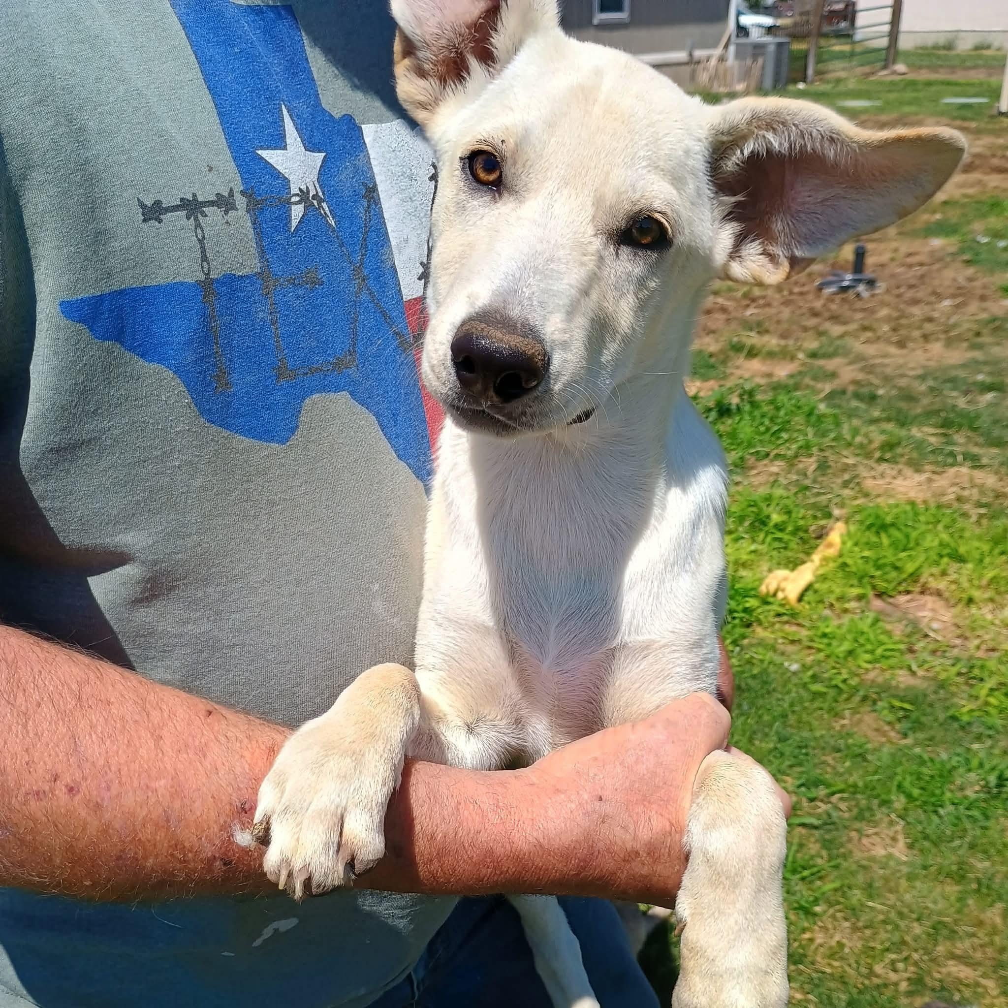 Rally, a ADOPTABLE mixed breed in Glenolden, PA image 2/6