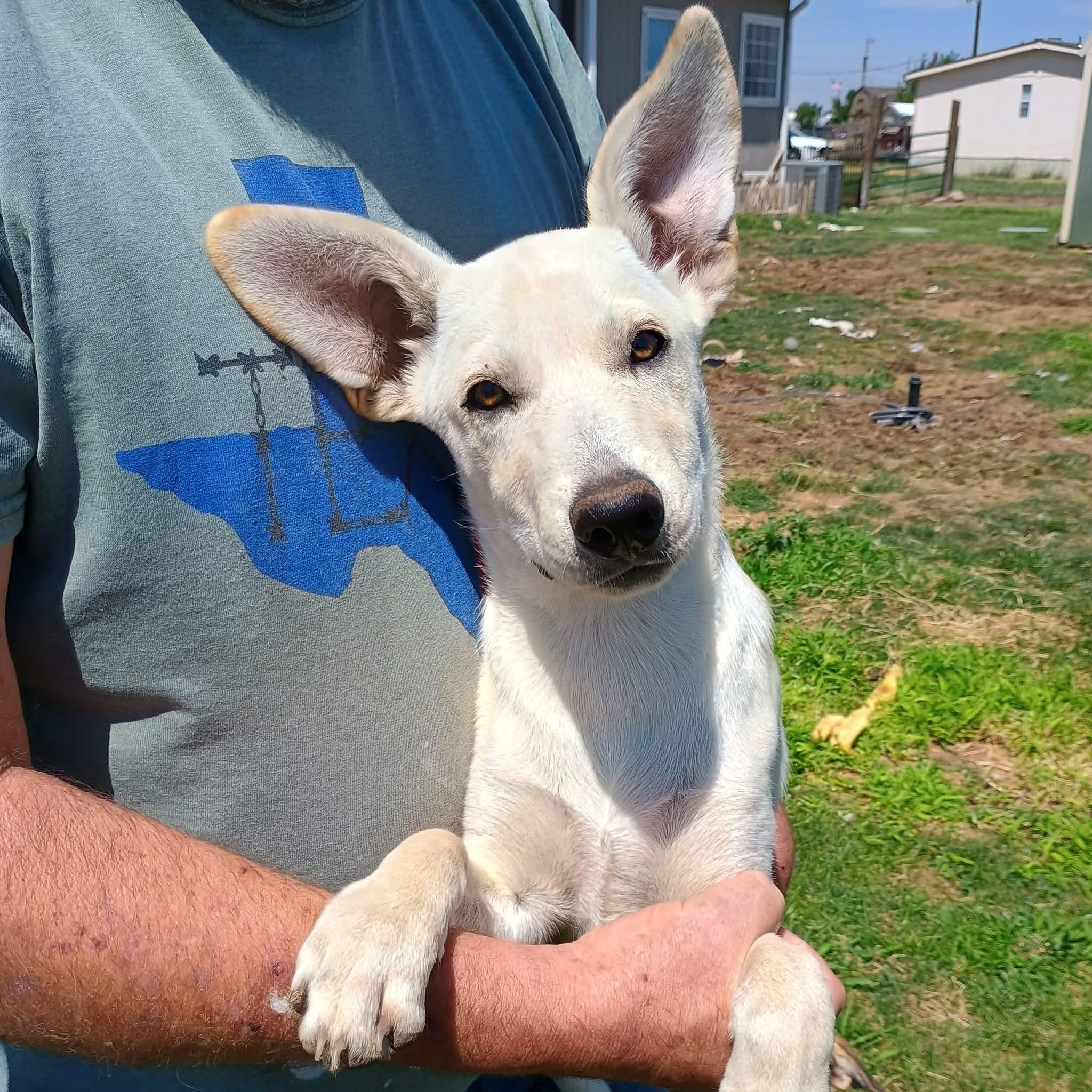 Rally, a ADOPTABLE mixed breed in Glenolden, PA image 1/6