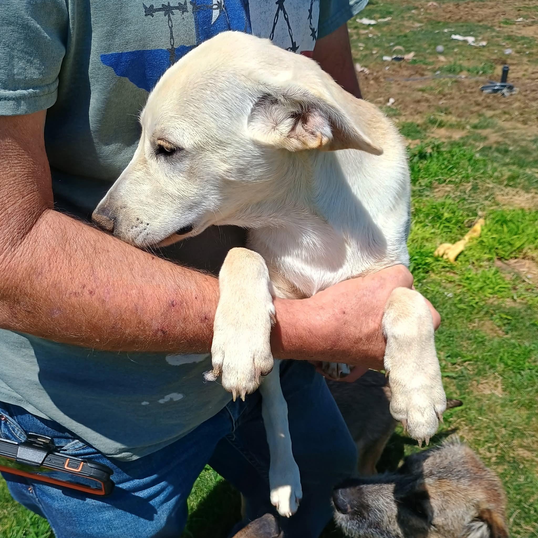 Rally, a ADOPTABLE mixed breed in Glenolden, PA image 4/6