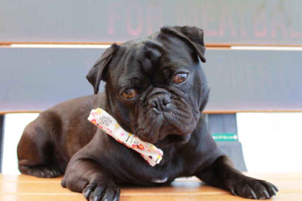 Bradley, Adoptable, Young Male Pug.