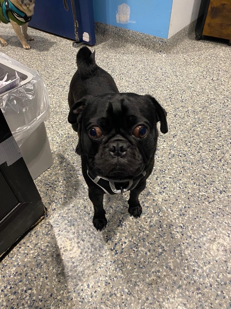 Enlarge Bradley, a Adoptable Pug in Gardena, CA image 2/6