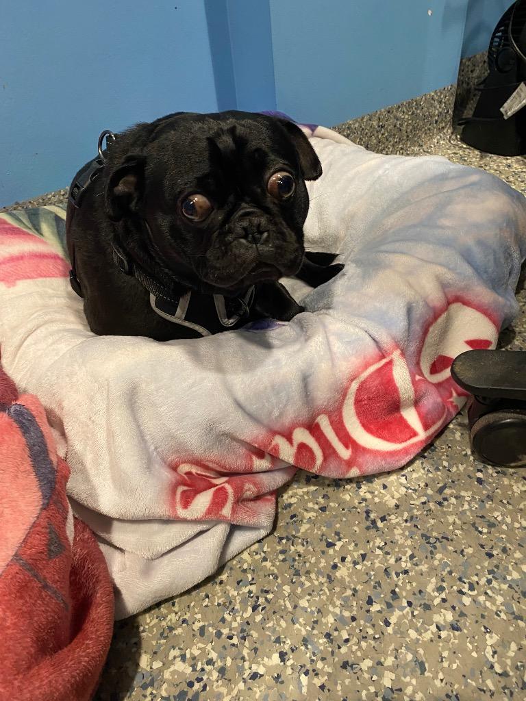Enlarge Bradley, a Adoptable Pug in Gardena, CA image 3/6