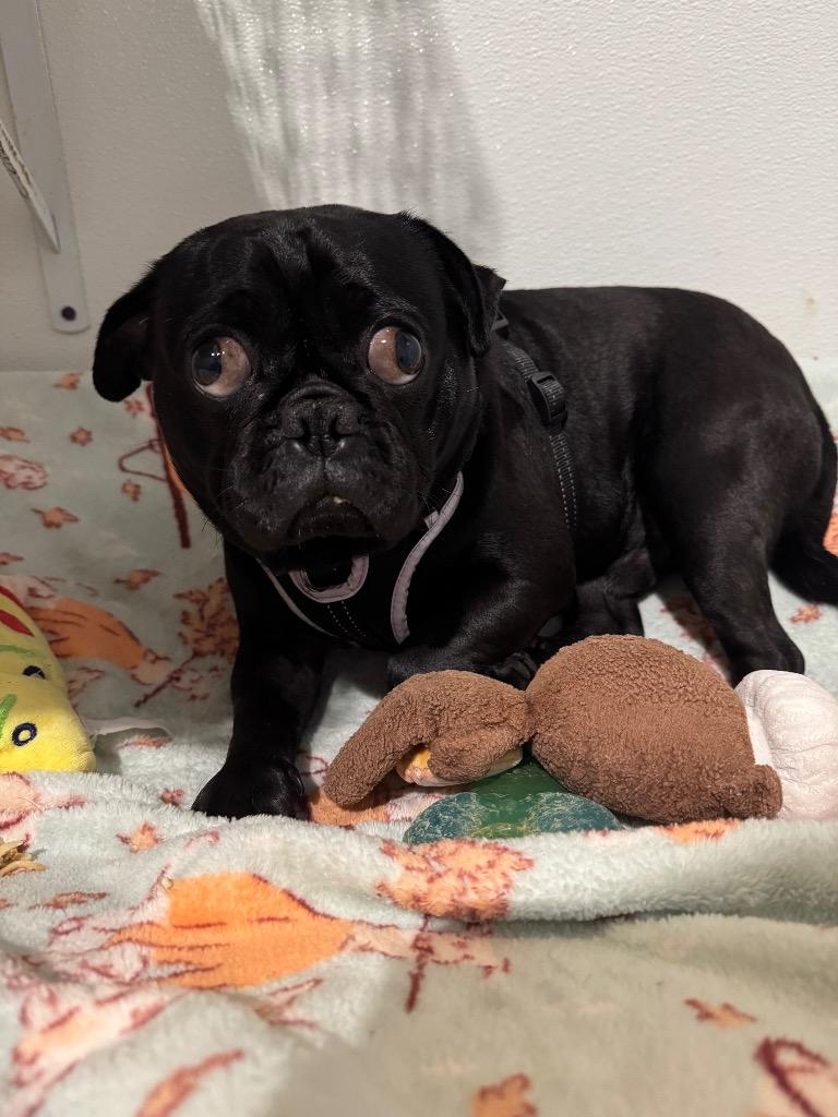 Enlarge Bradley, a Adoptable Pug in Gardena, CA image 4/6