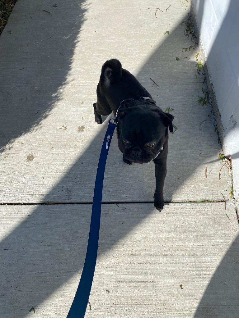 Enlarge Bradley, a Adoptable Pug in Gardena, CA image 5/6