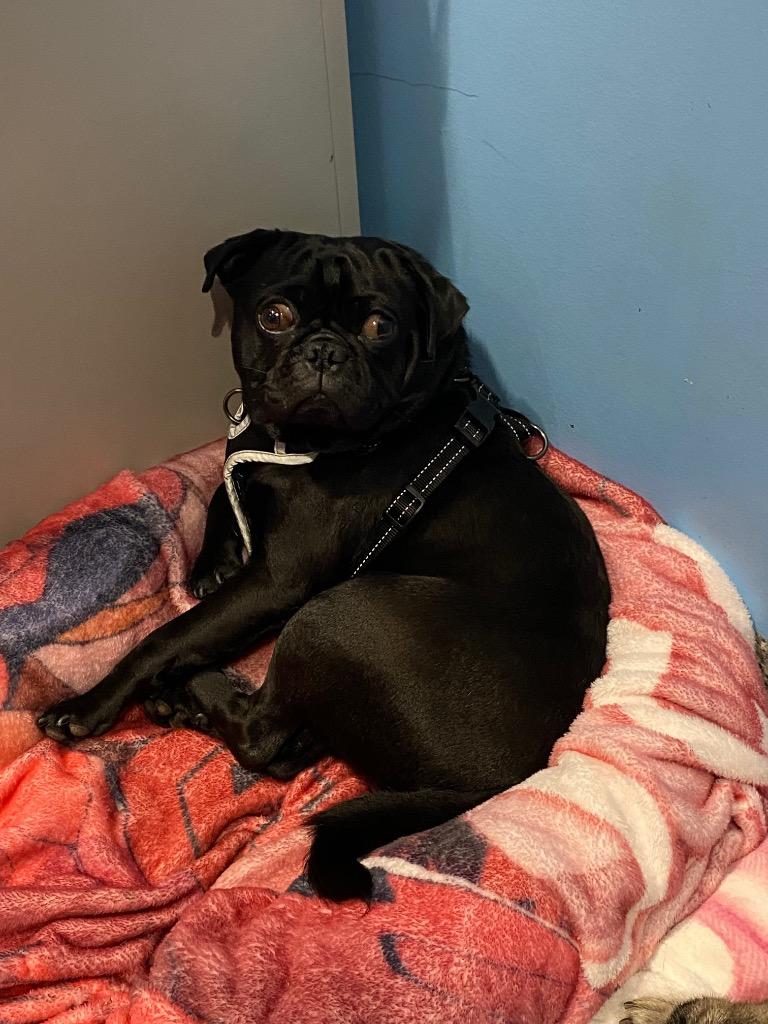 Enlarge Bradley, a Adoptable Pug in Gardena, CA image 6/6