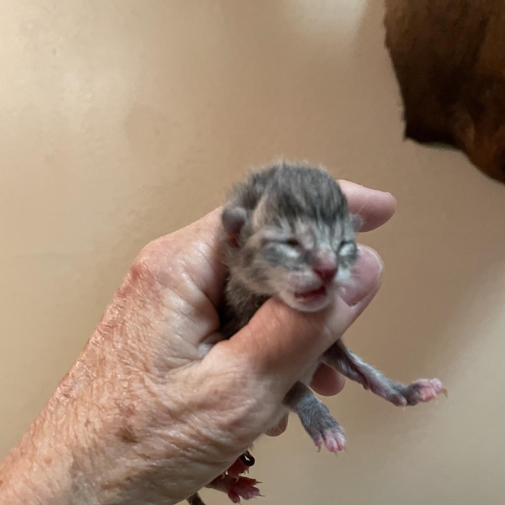 Popcorn, Adoptable, Kitten Female Domestic Short Hair.