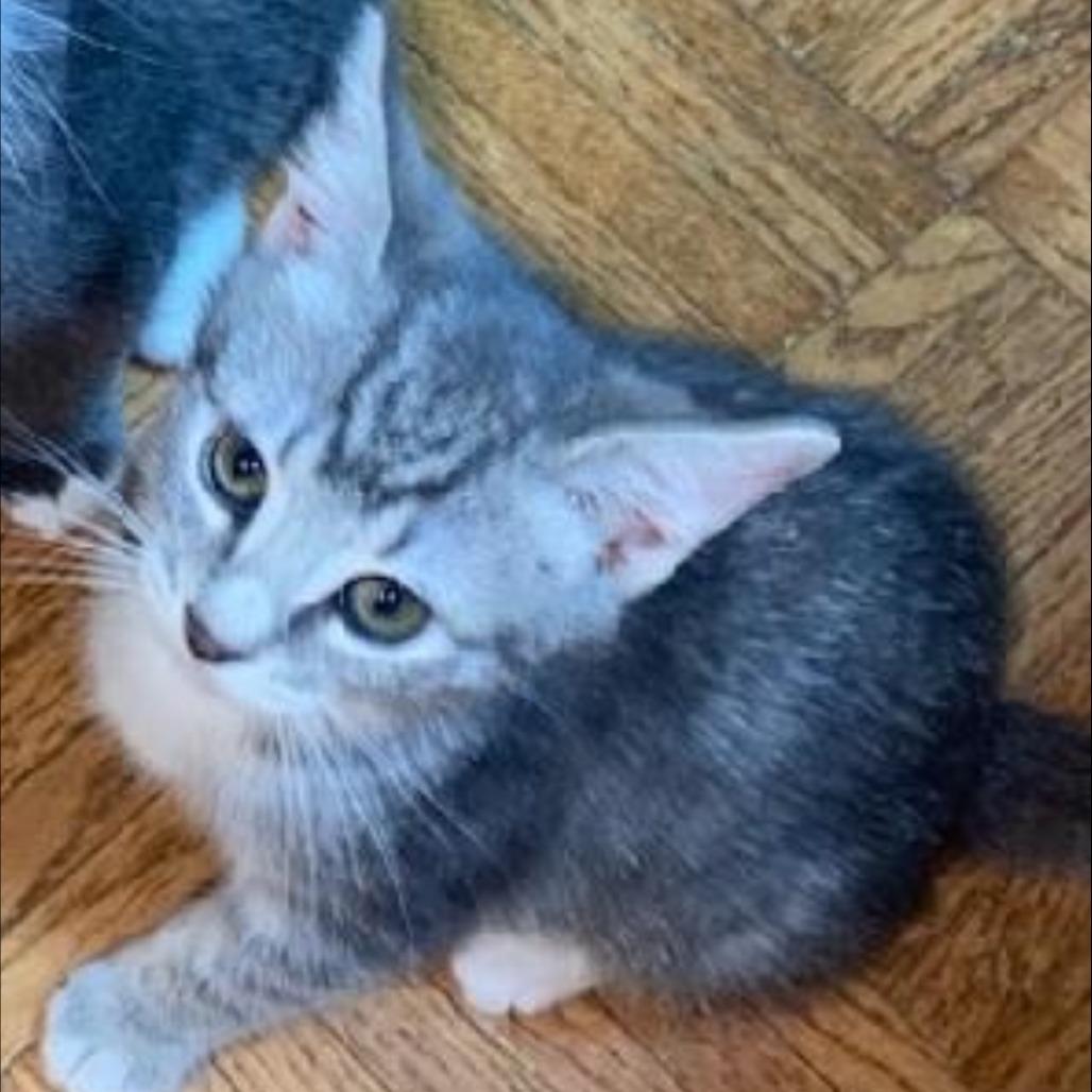 Enlarge Popcorn, a Adoptable Domestic Short Hair in Ashland, OR image 2/3