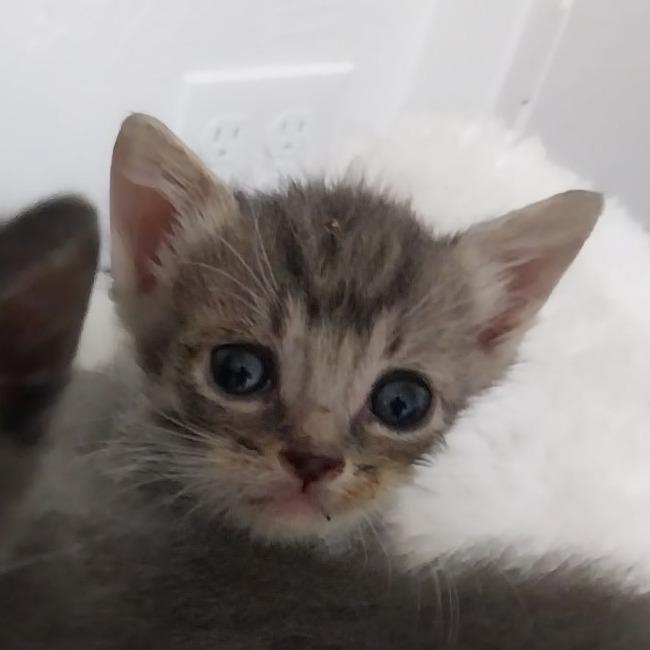 Enlarge Popcorn, a Adoptable Domestic Short Hair in Ashland, OR image 3/3