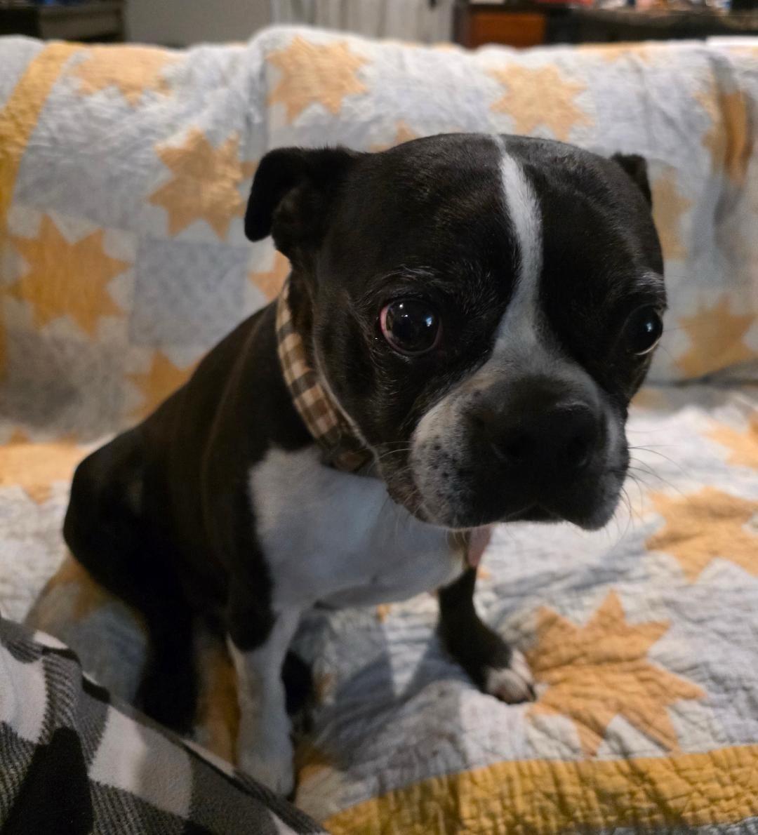 Enlarge Kona in MO, a ADOPTABLE Boston Terrier in Kansas City, MO image 2/6