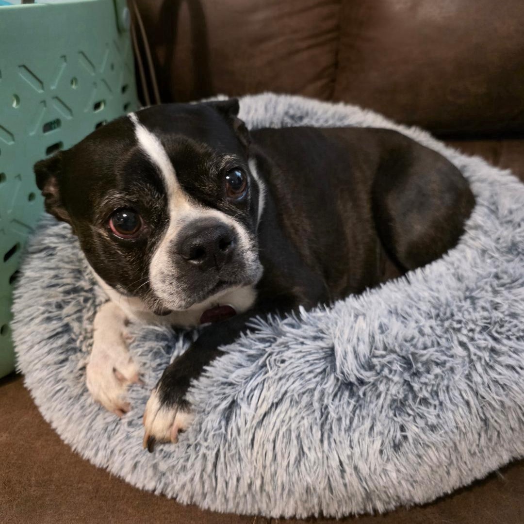 Enlarge Kona in MO, a ADOPTABLE Boston Terrier in Kansas City, MO image 4/6