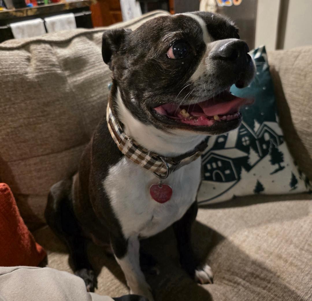 Enlarge Kona in MO, a ADOPTABLE Boston Terrier in Kansas City, MO image 5/6