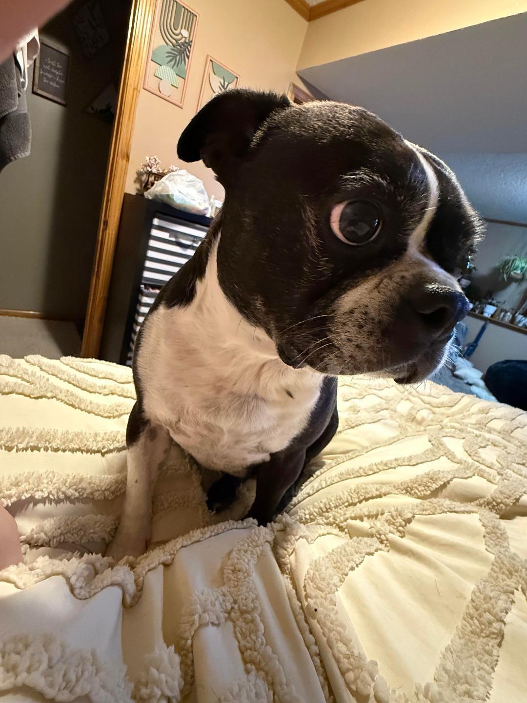 Enlarge Kona in MO, a ADOPTABLE Boston Terrier in Kansas City, MO image 6/6