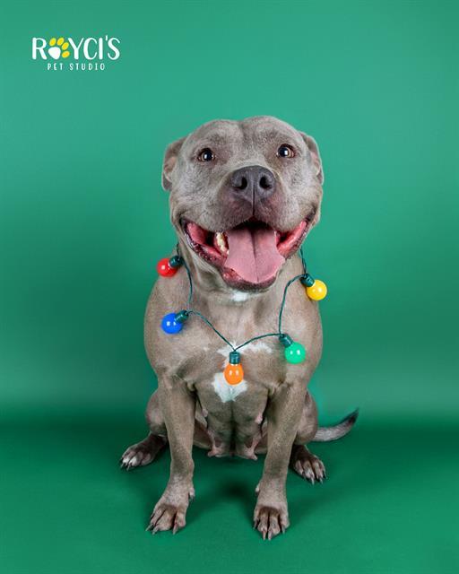 Enlarge SILHOUETTE, a Adoptable Pit Bull Terrier in West Valley City, UT image 1/1