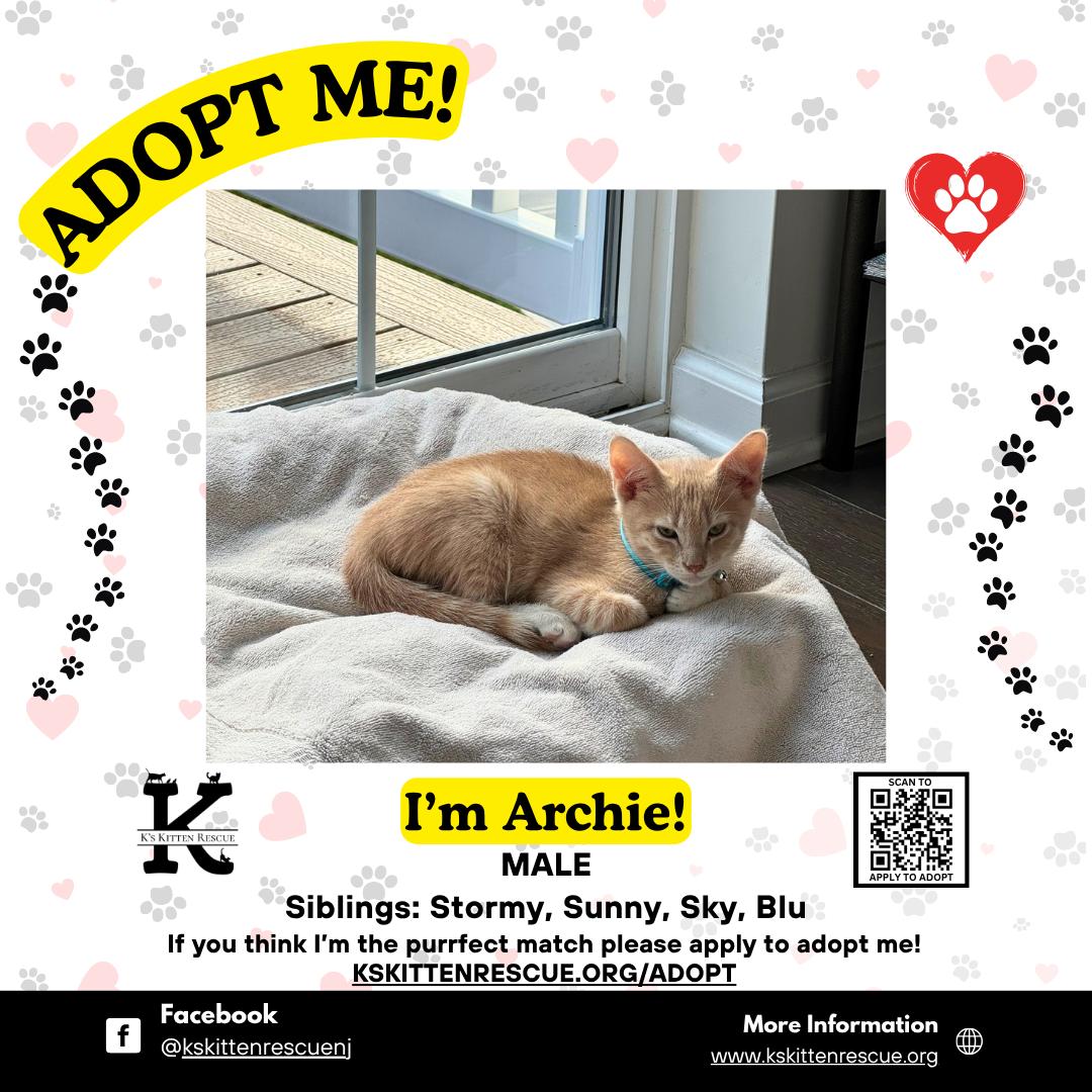 Enlarge Archie, a ADOPTABLE Domestic Short Hair in Brick, NJ image 1/1