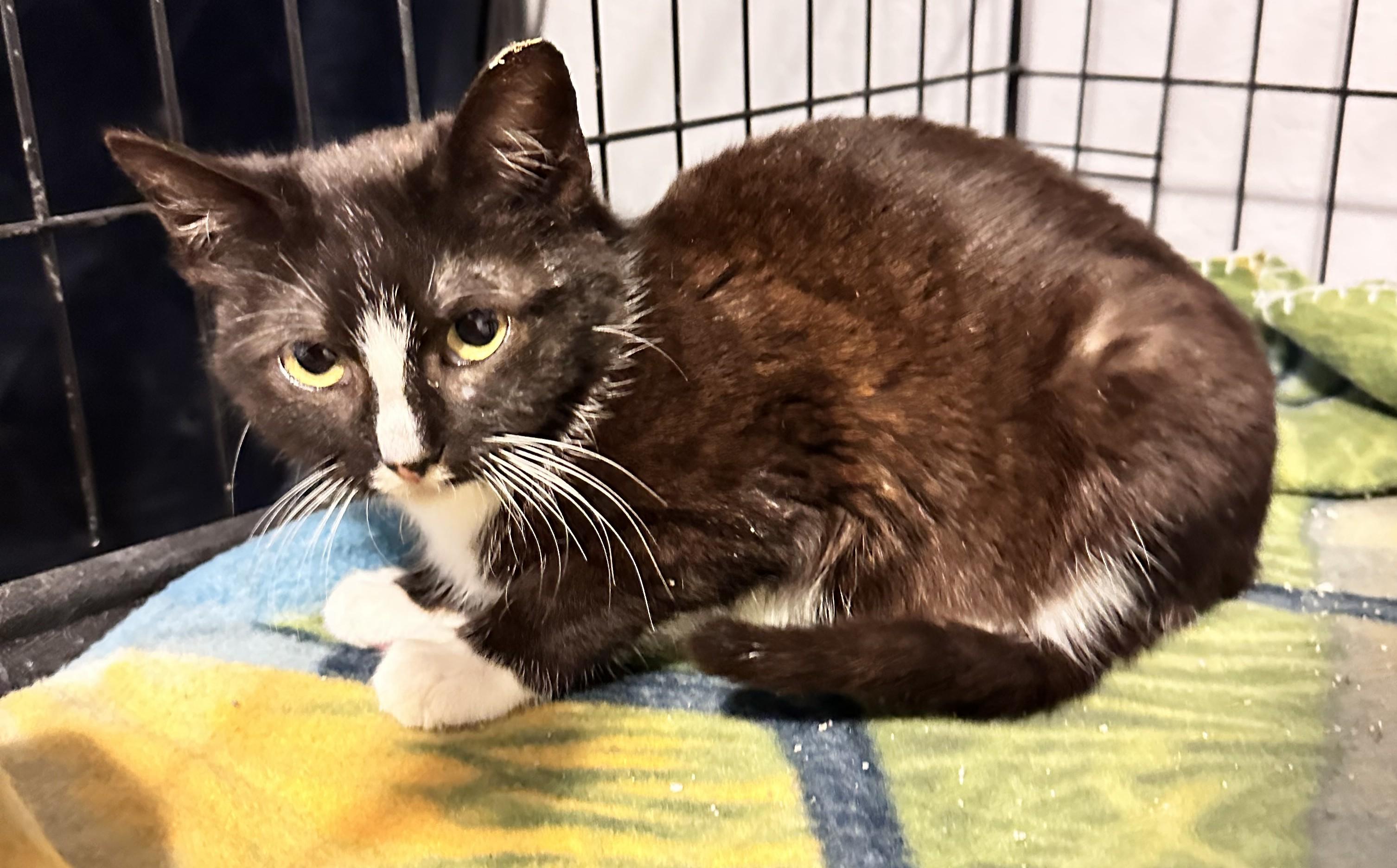 Lola, ADOPTABLE, Young Female Domestic Short Hair.