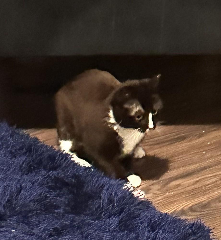 Enlarge Lola, a ADOPTABLE Domestic Short Hair in Chico, CA image 2/2