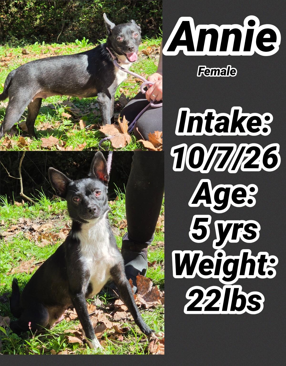 Enlarge Annie, a Adoptable mixed breed in Staffordsville, KY image 1/1