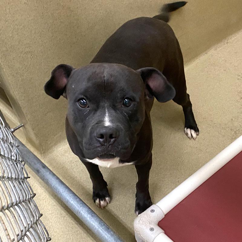 Bronco, ADOPTABLE, Adult Male Pit Bull Terrier.