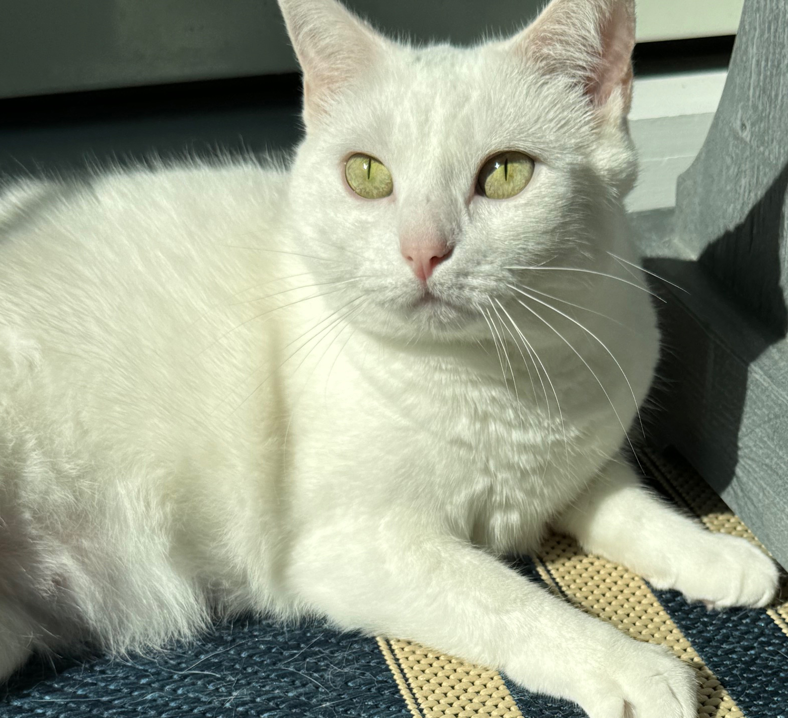 Cat for adoption Grace is love snuggles and beauty in a snow white