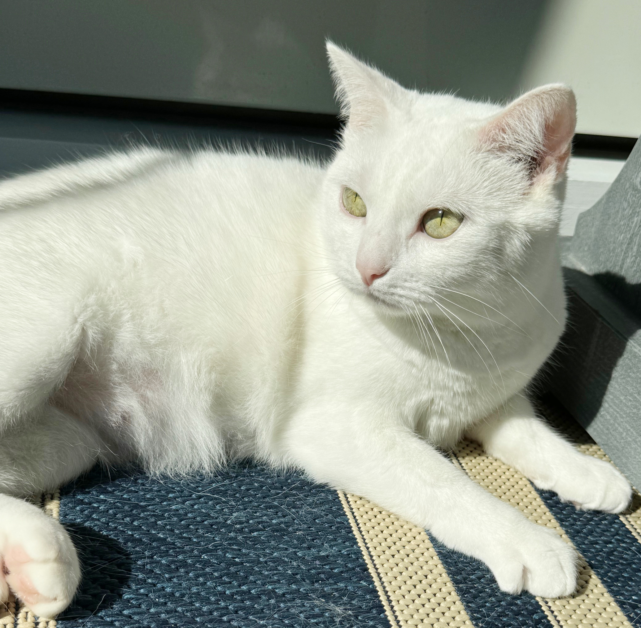 Cat for adoption Grace is love snuggles and beauty in a snow white