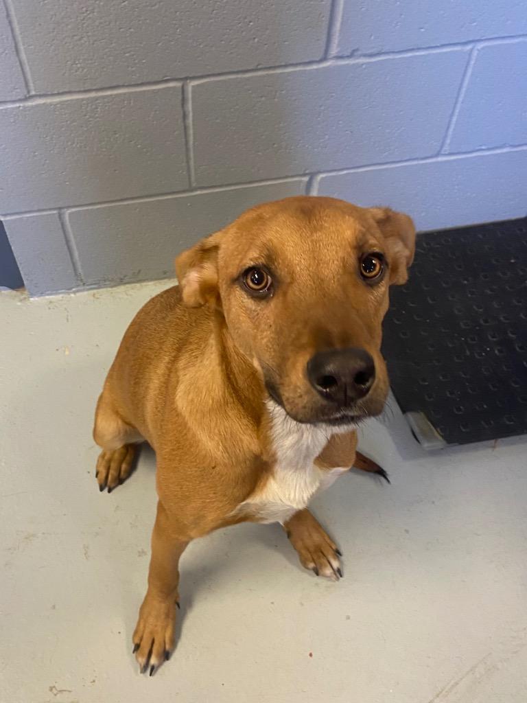 Jacklyn, Adoptable, Young Female Labrador Retriever.