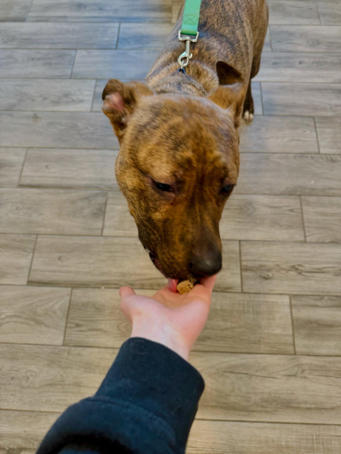 Rufus Fernando , ADOPTABLE, Young Male Pit Bull Terrier.
