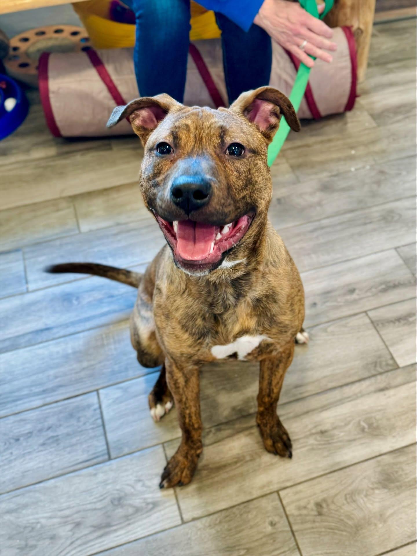 Enlarge Rufus Fernando , a ADOPTABLE Pit Bull Terrier in Rock Hill, NY image 2/4