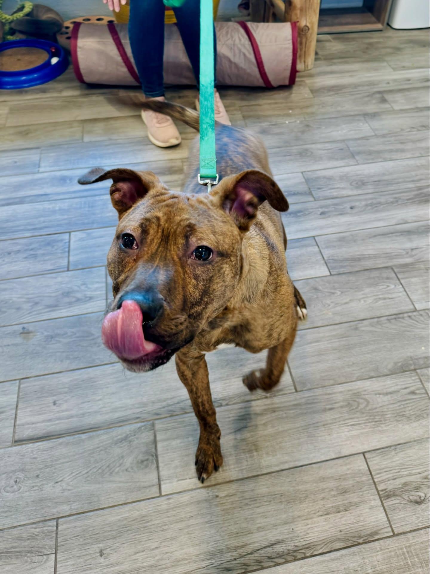 Enlarge Rufus Fernando , a ADOPTABLE Pit Bull Terrier in Rock Hill, NY image 3/4