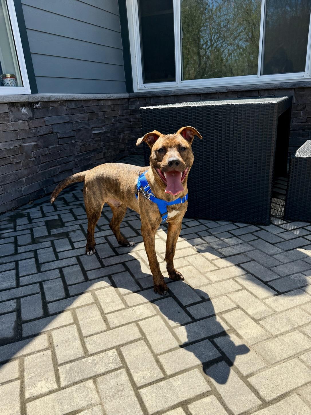 Enlarge Rufus Fernando , a ADOPTABLE Pit Bull Terrier in Rock Hill, NY image 4/4