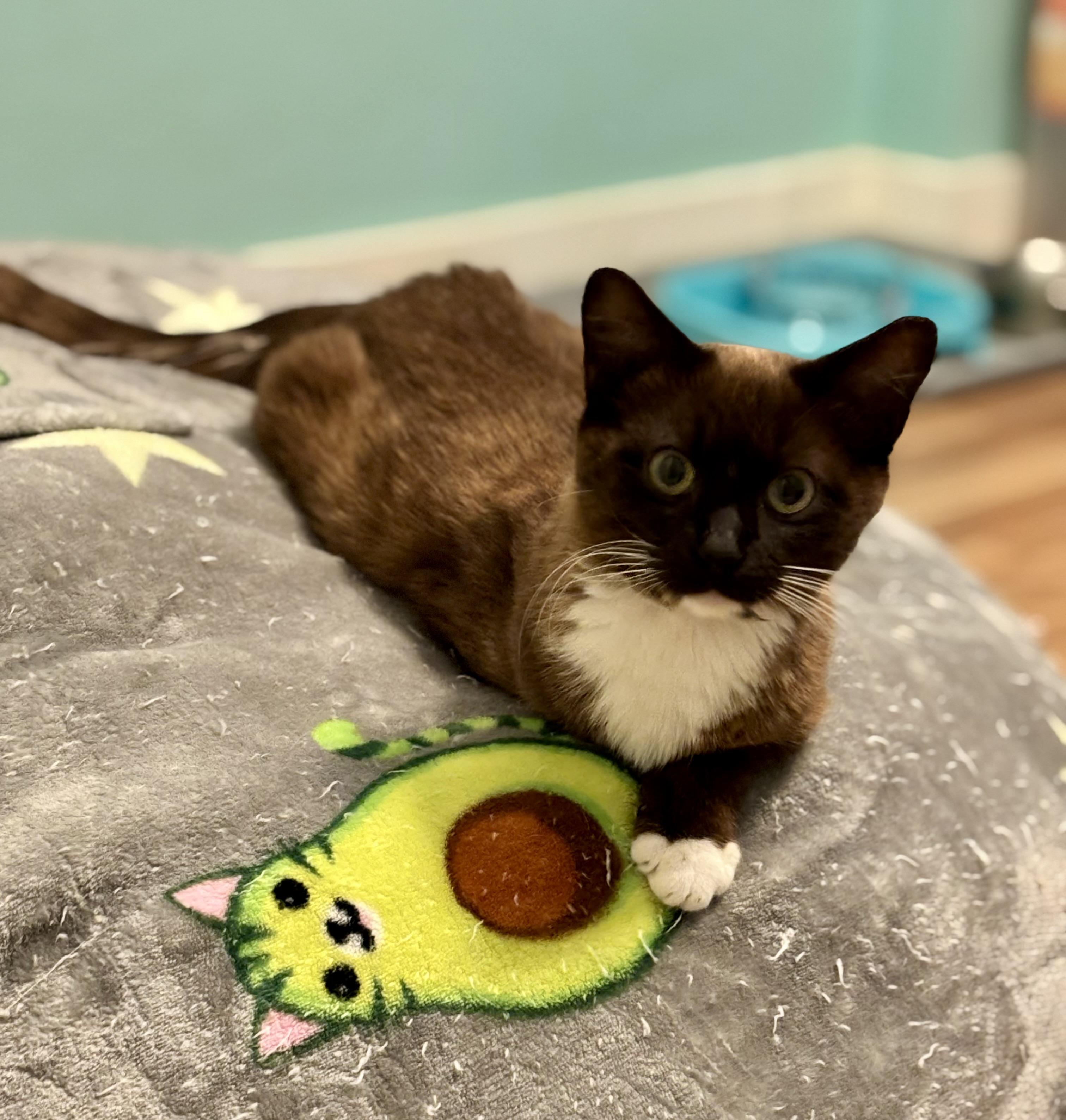 Enlarge COCOA BEAN - THE LITTLE SIAMESE WHO COULD, a Adoptable mixed breed in Plano, TX image 6/6