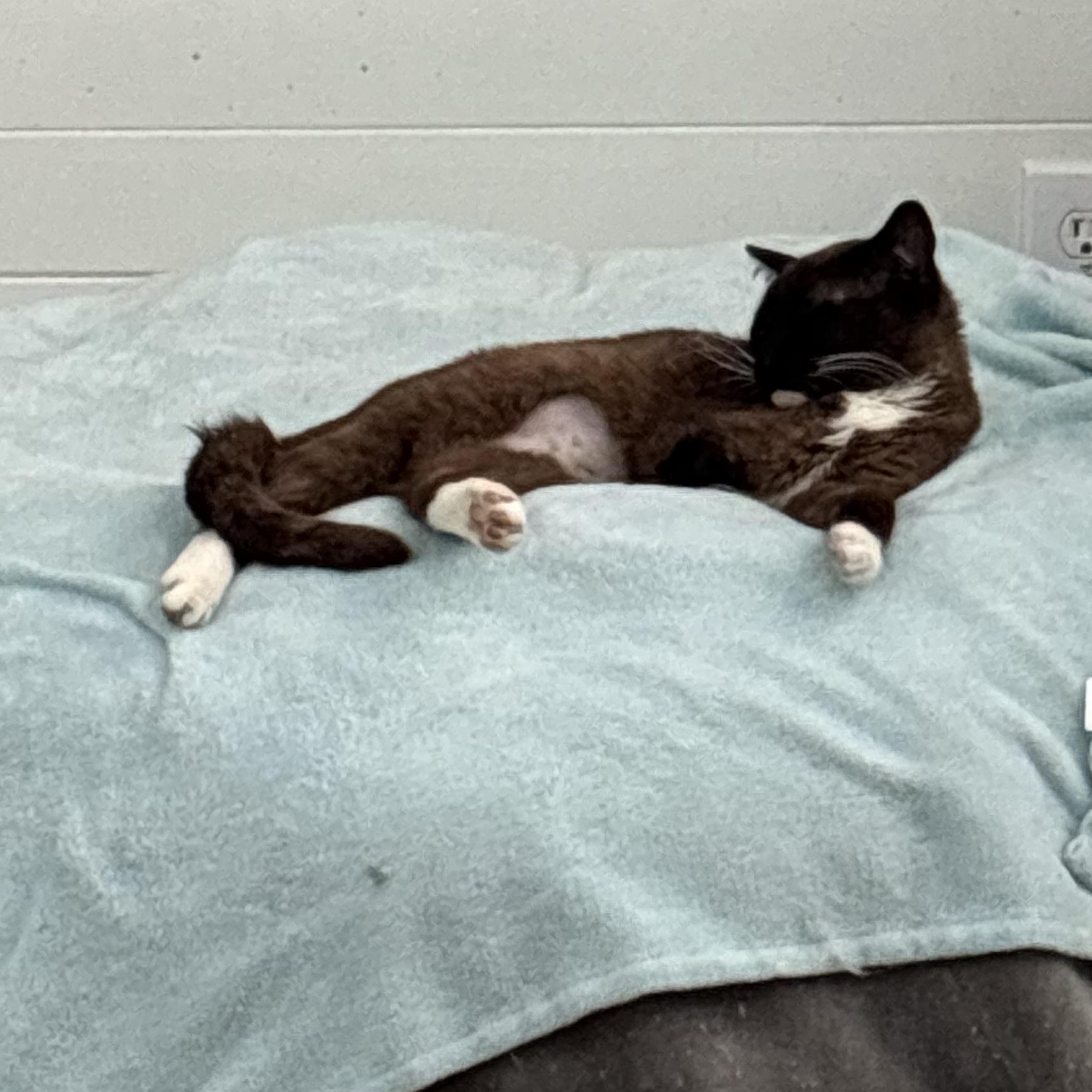 Enlarge COCOA BEAN - THE LITTLE SIAMESE WHO COULD, a Adoptable mixed breed in Plano, TX image 5/6