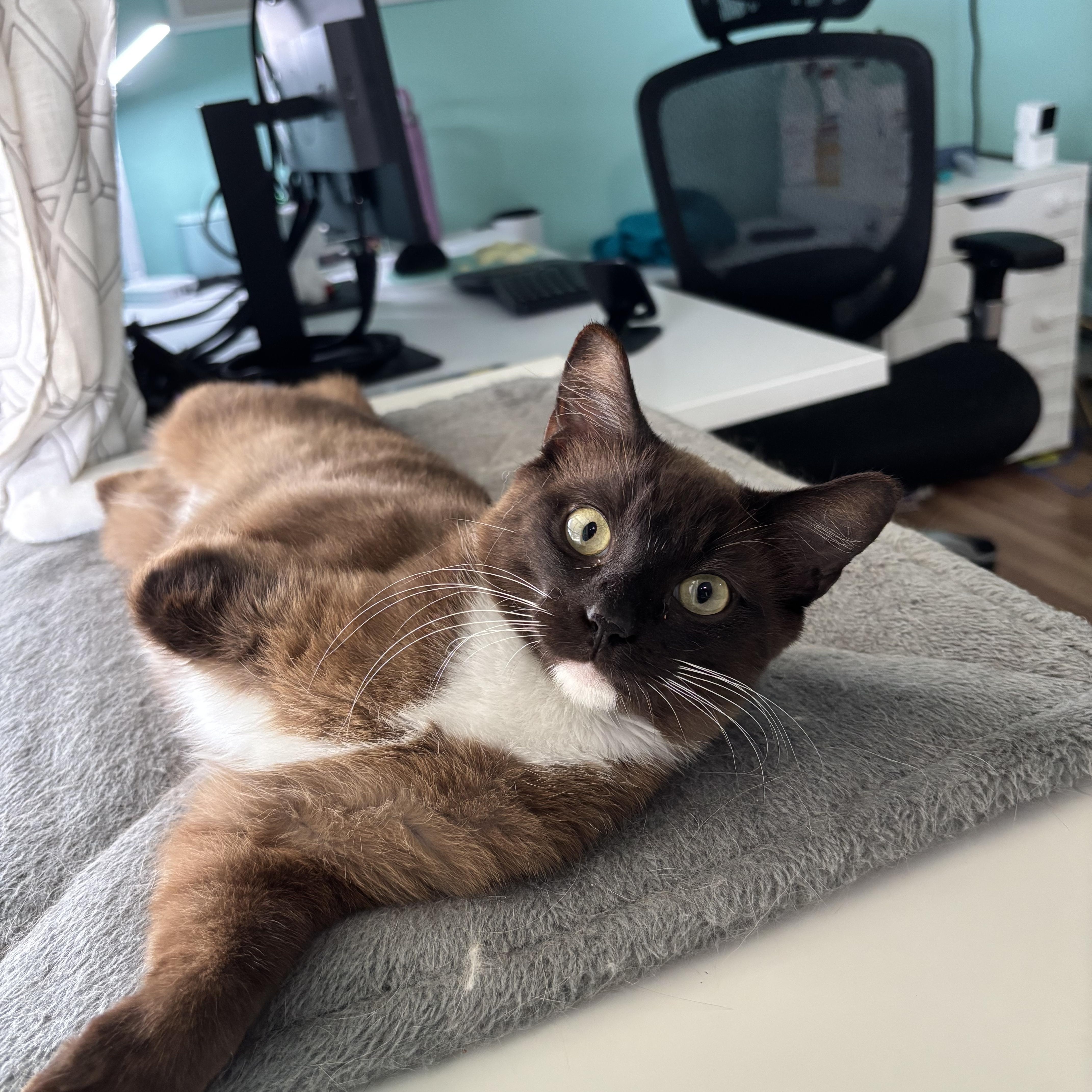 Enlarge COCOA BEAN - THE LITTLE SIAMESE WHO COULD, a Adoptable mixed breed in Plano, TX image 1/6