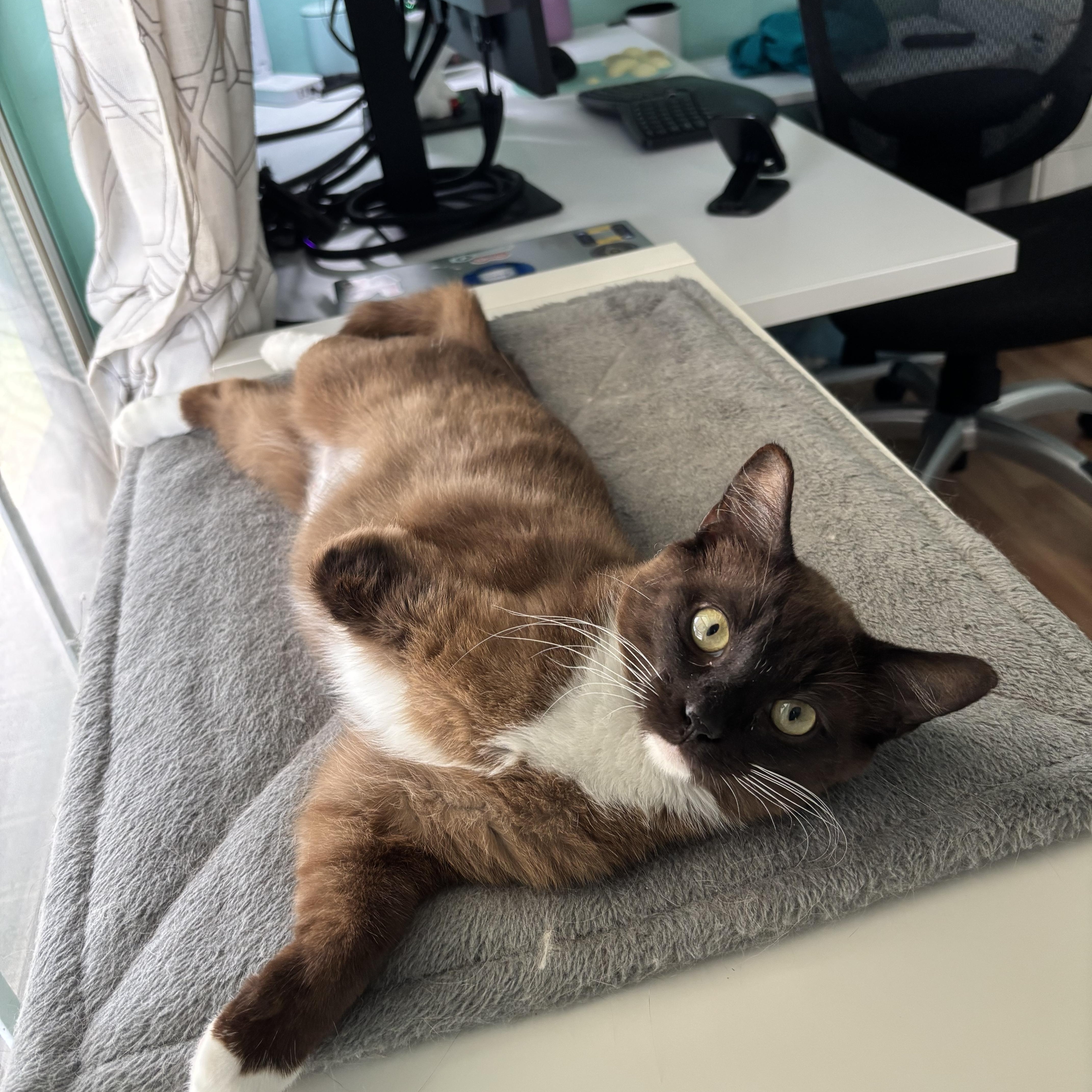 Enlarge COCOA BEAN - THE LITTLE SIAMESE WHO COULD, a Adoptable mixed breed in Plano, TX image 3/6