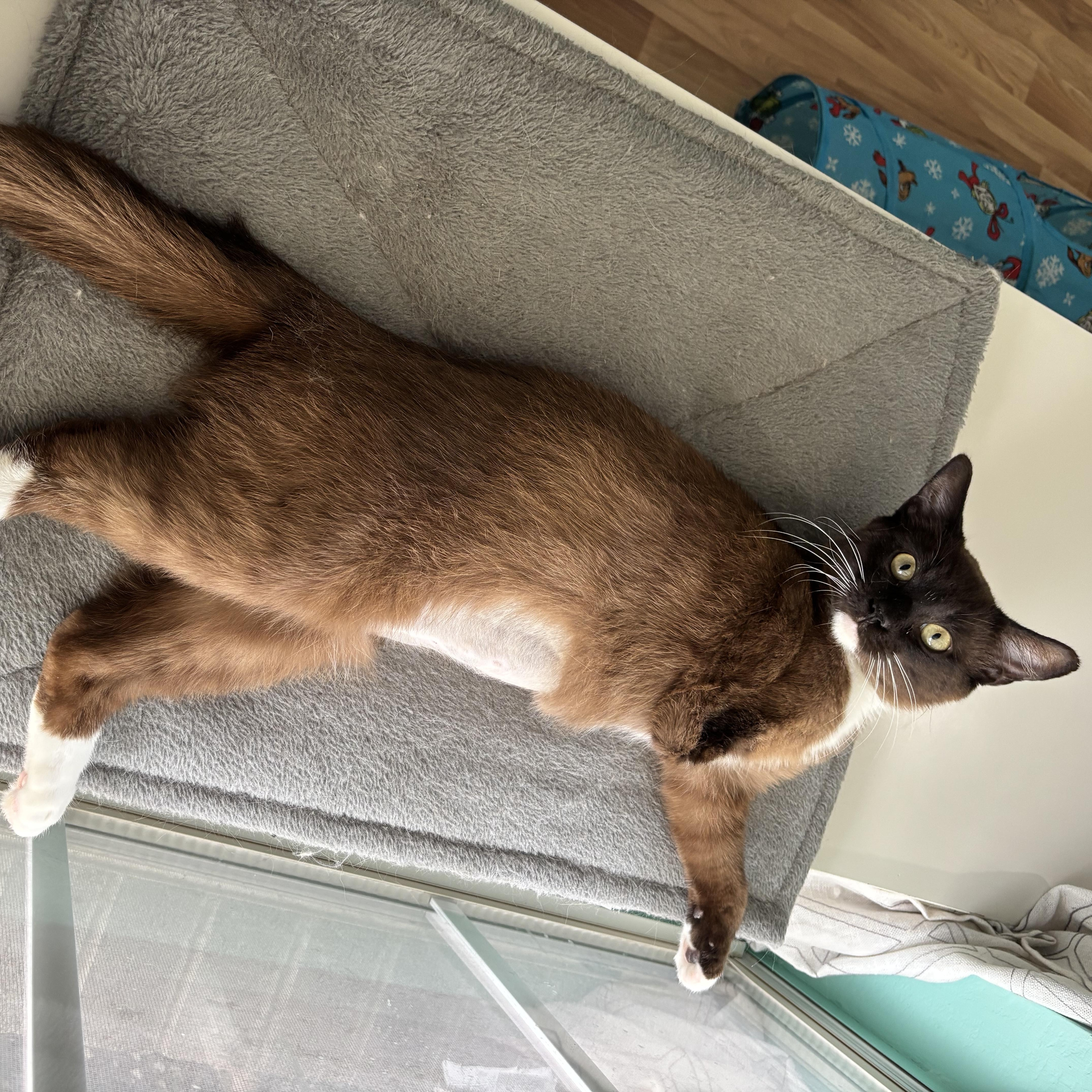 Enlarge COCOA BEAN - THE LITTLE SIAMESE WHO COULD, a Adoptable mixed breed in Plano, TX image 4/6