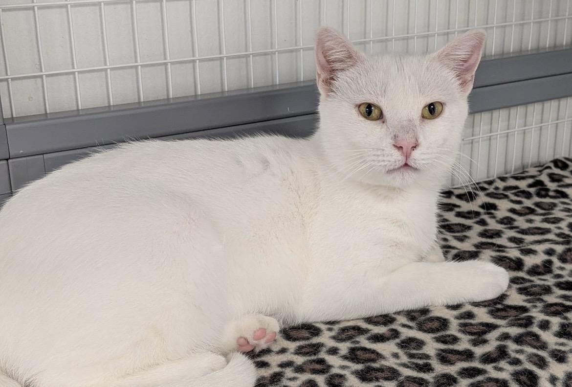 Enlarge Hedwig, a ADOPTABLE Domestic Short Hair in Hudsonville, MI image 5/6