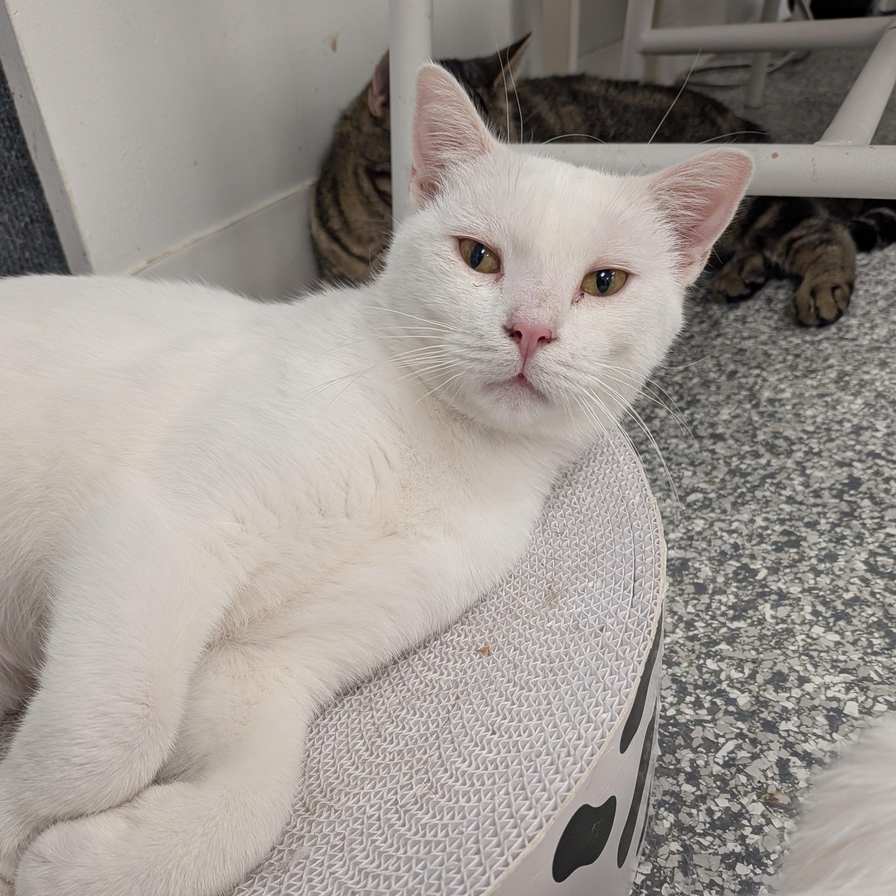 Enlarge Hedwig, a ADOPTABLE Domestic Short Hair in Hudsonville, MI image 2/6