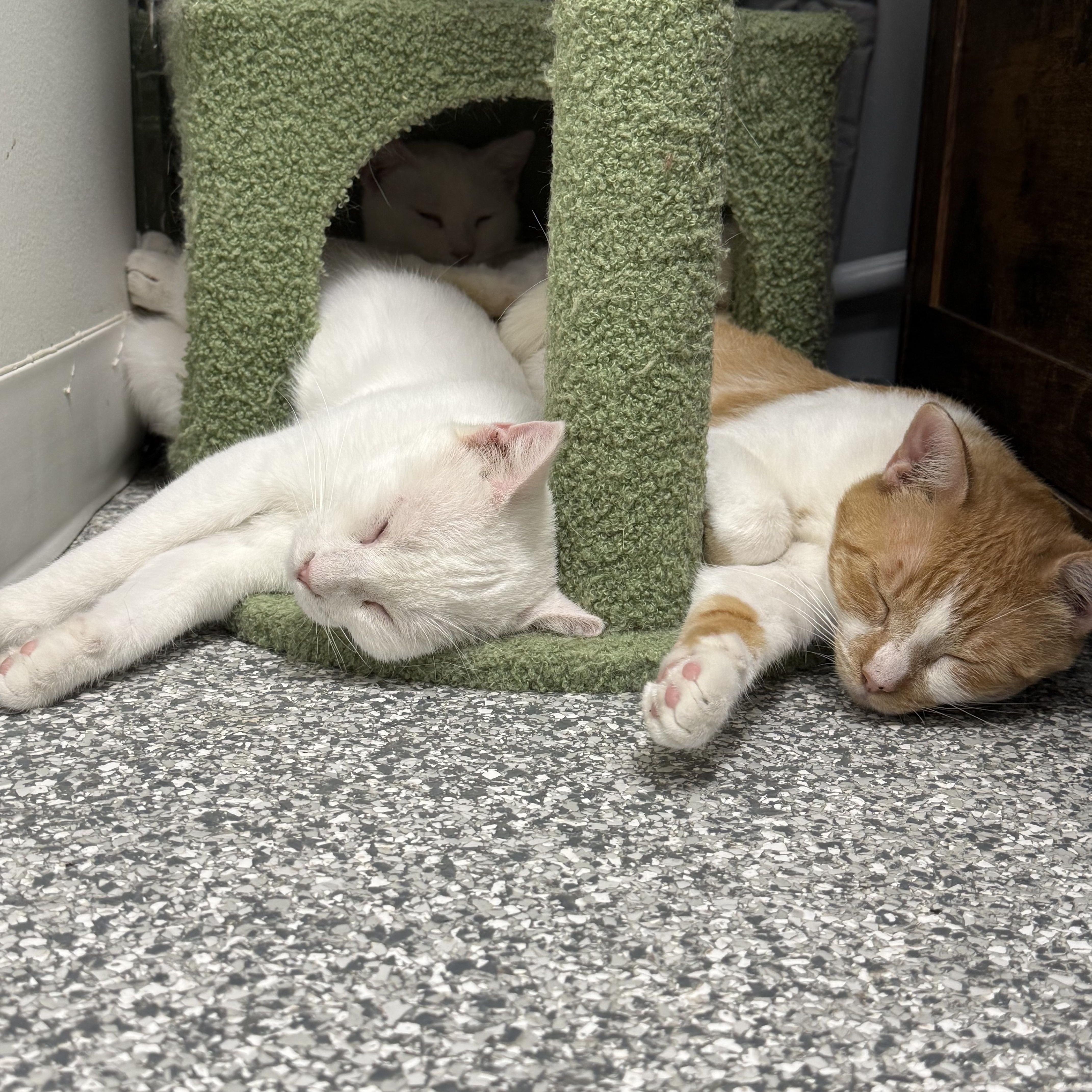 Enlarge Hedwig, a ADOPTABLE Domestic Short Hair in Hudsonville, MI image 6/6