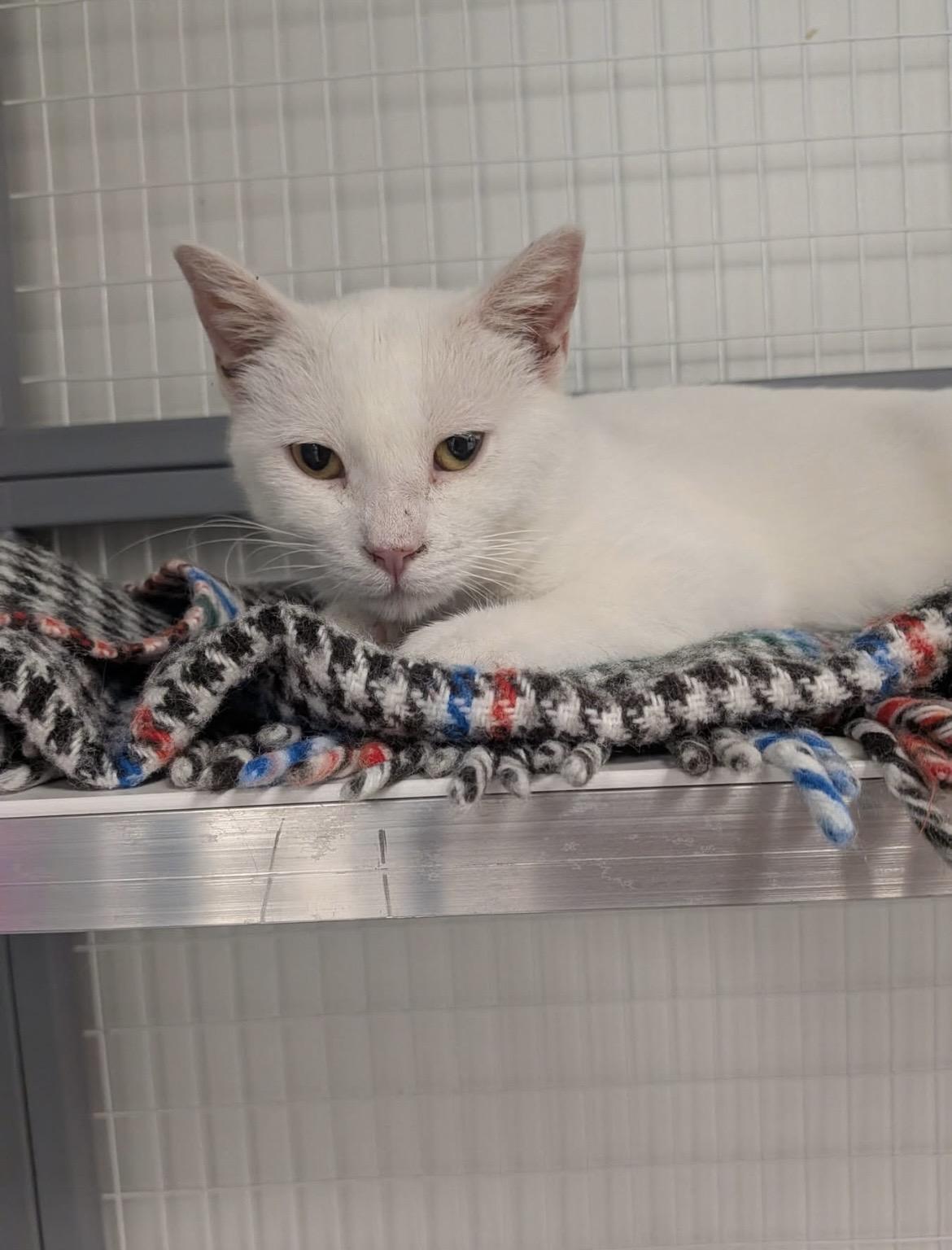 Enlarge Hedwig, a ADOPTABLE Domestic Short Hair in Hudsonville, MI image 3/6