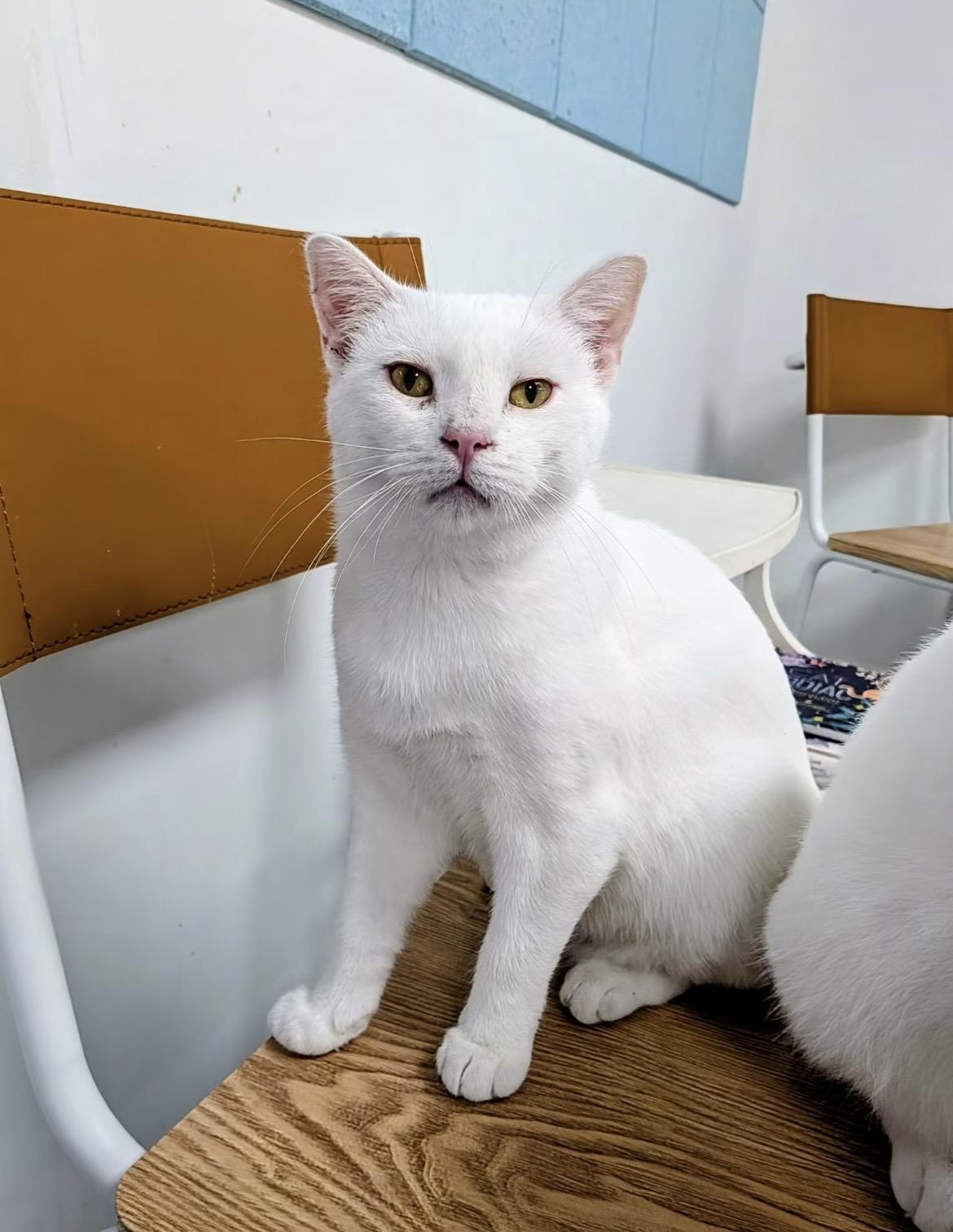 Hedwig, ADOPTABLE, Young Female Domestic Short Hair.