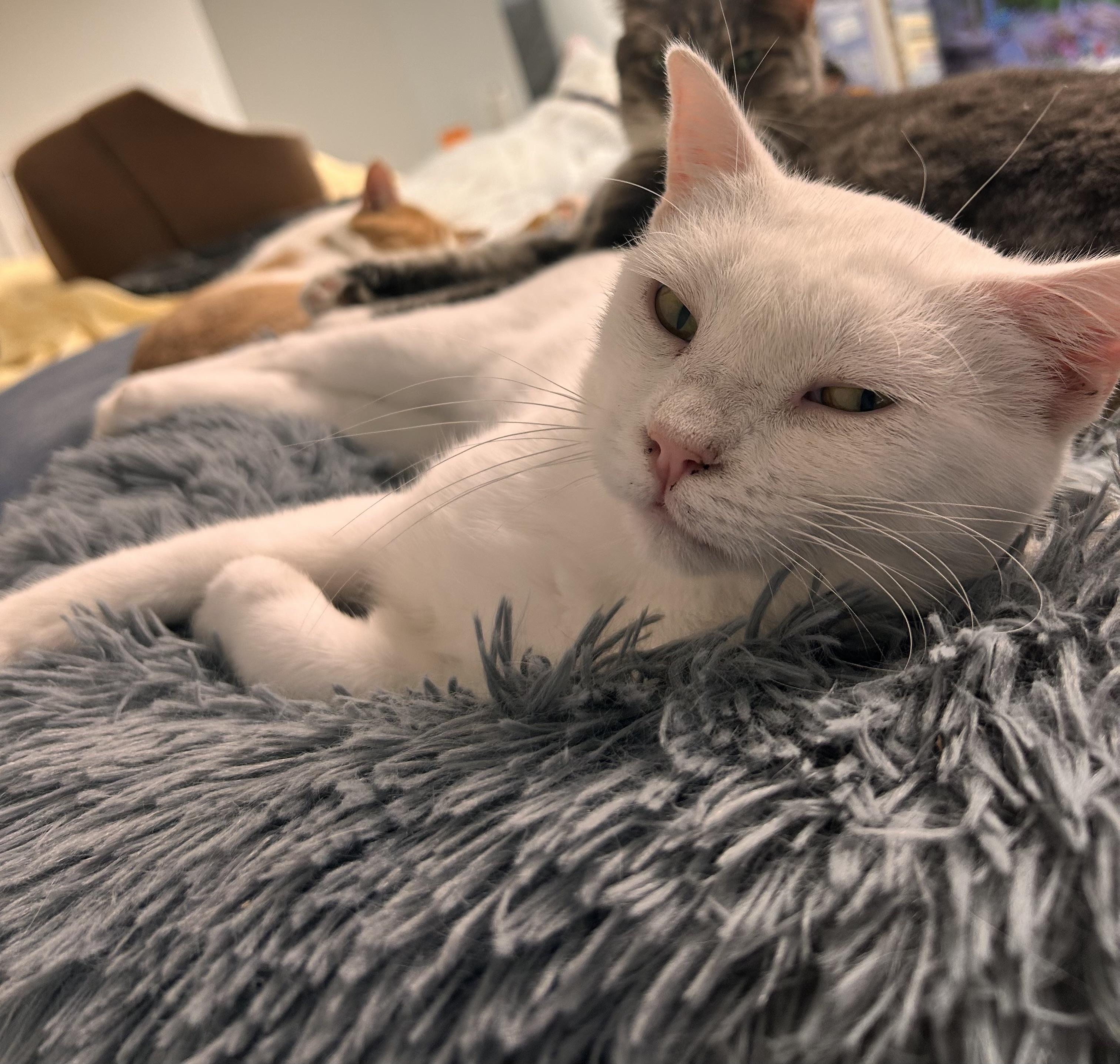 Enlarge Hedwig, a ADOPTABLE Domestic Short Hair in Hudsonville, MI image 4/6