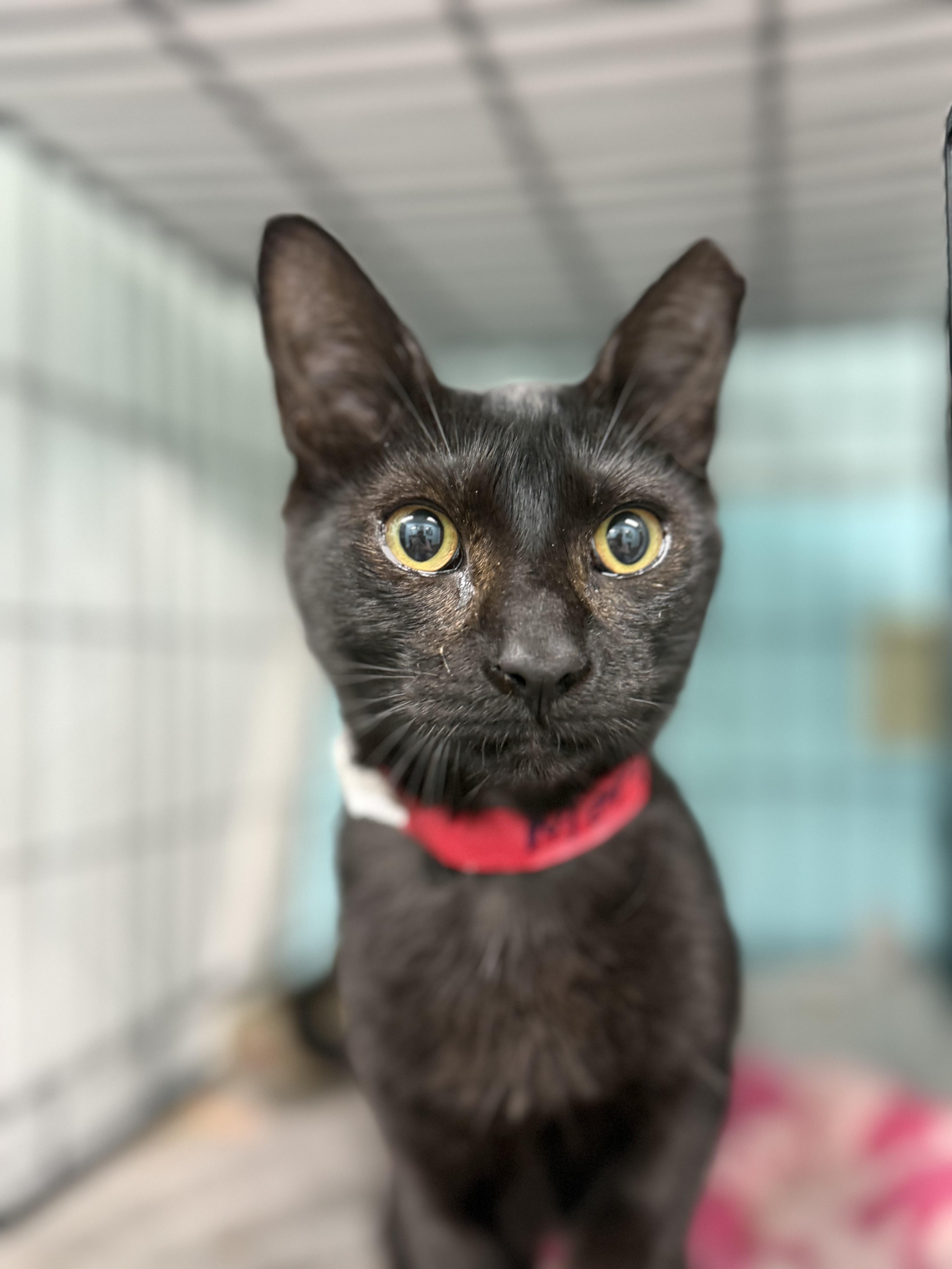 Mercedes, an adopted Domestic Short Hair in Lauderhill, FL image 2/3